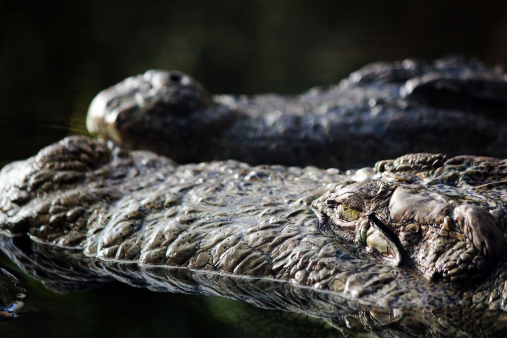 Crocodile