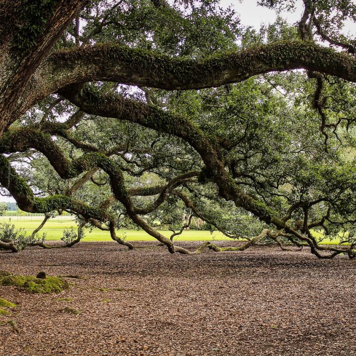 Virginia Live Oak